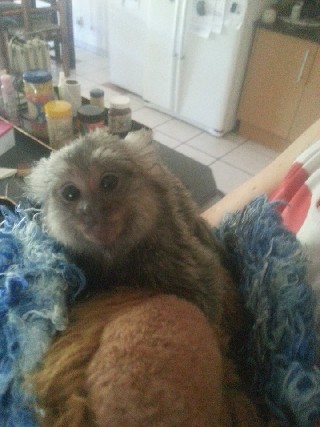 Foto 1 - Macaco de saguis de beb para adoo