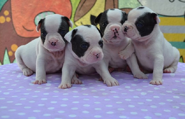 Bulldog frances lindos filhotes