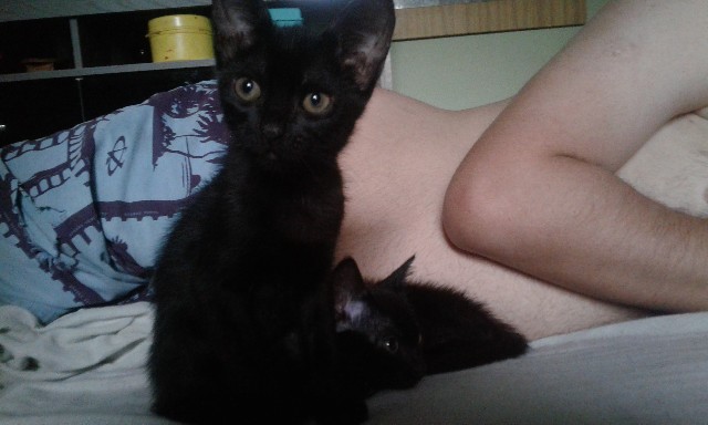 Foto 1 - Adote gato preto filhote