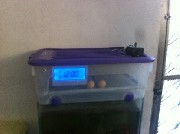 Chocadeira de  40 ovos tot automatica digital rj